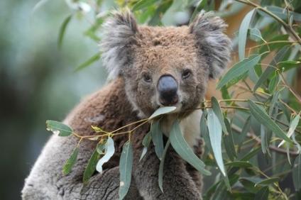 Sydney in 4 Days Family Itinerary