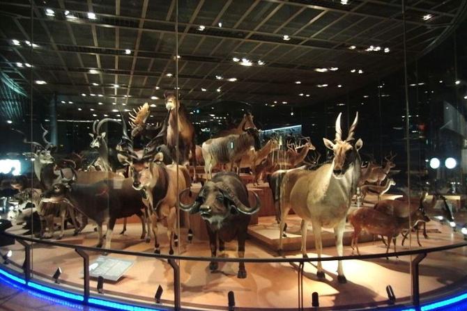 Museum of Nature and Science in Tokyo | Visit A City