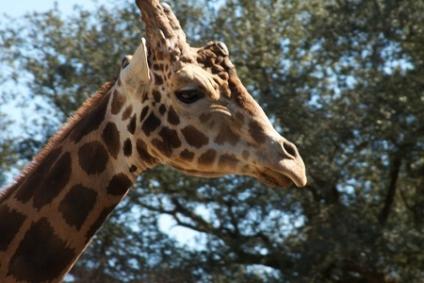 New Orleans in One Day Family Itinerary