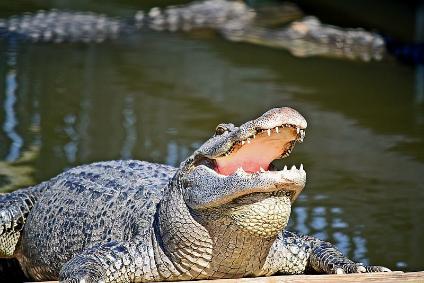 Gatorland