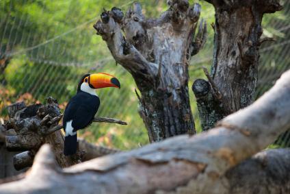 Rio Zoo in Rio de Janeiro | Visit A City