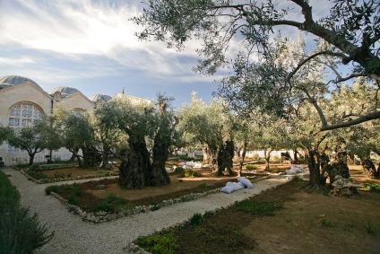 Garden of Gethsemane