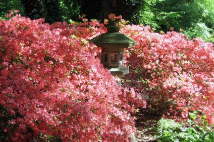 taxus media hixi Taxus x media 'Hicksii' – Majestic Trees