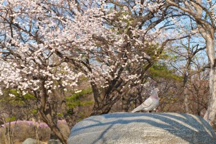 두류공원 벚꽃