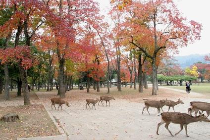 Nara Park in Kyoto | Visit A City