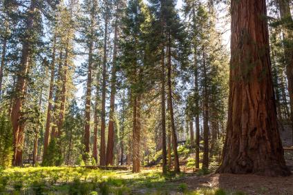 Mariposa Grove