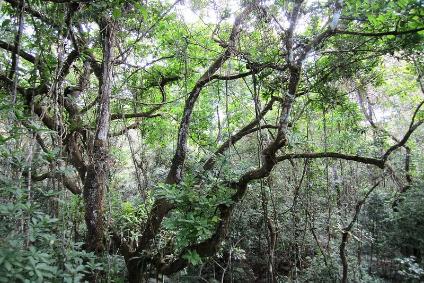 Panama Rainforest Discovery Center in Panama City | Visit A City